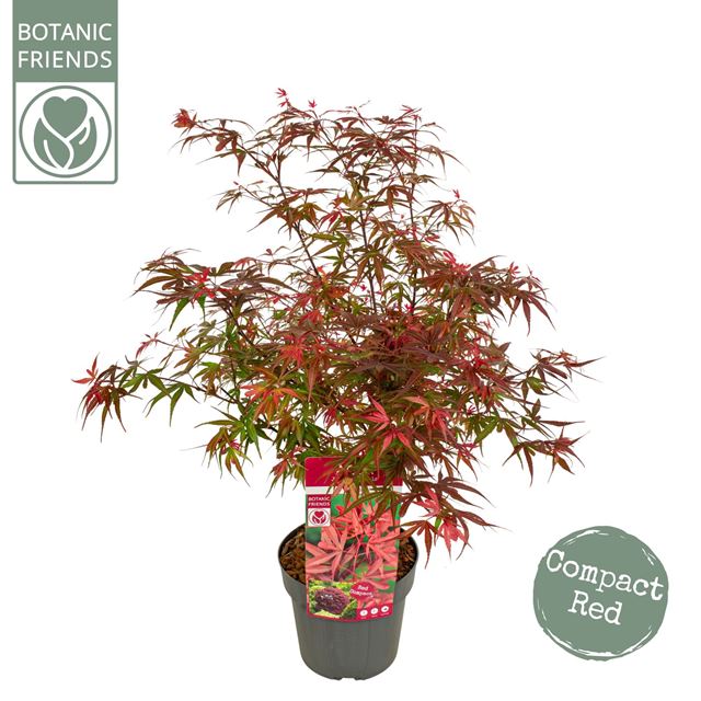 Picture of ACER PALMATUM SHAINA 