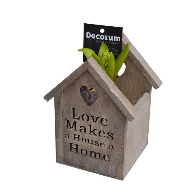 Picture of HYACINTHUS 01BULB WOOD HOUSE
