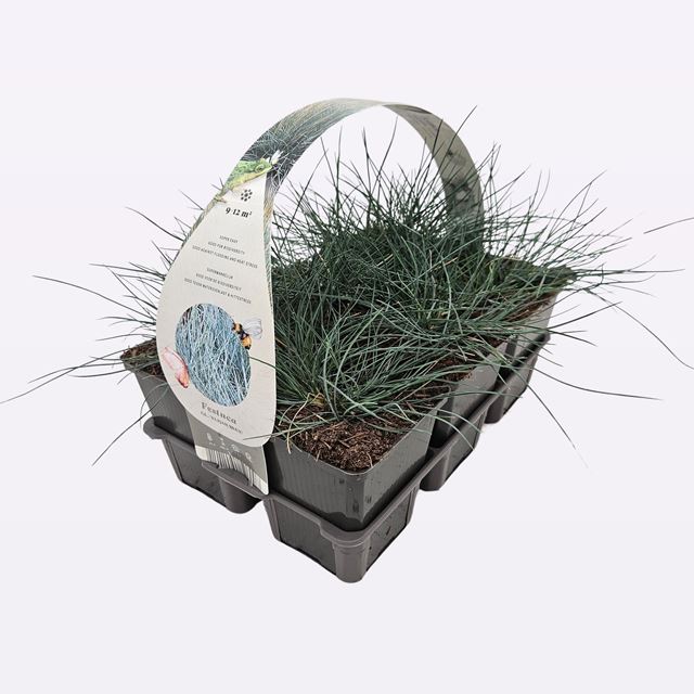 Picture of FESTUCA GLAUCA ELIJA BLEU 06-PACK