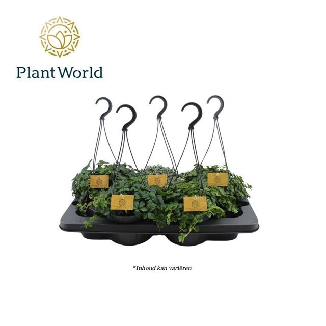 Picture of FOLIAGE IN HANGING BASKET