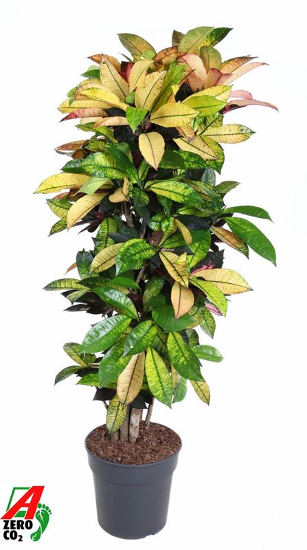 Picture of CODIAEUM / CROTON MRS ICETON BRANCHED