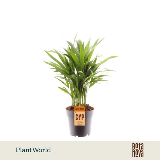 Picture of Dypsis lutescens