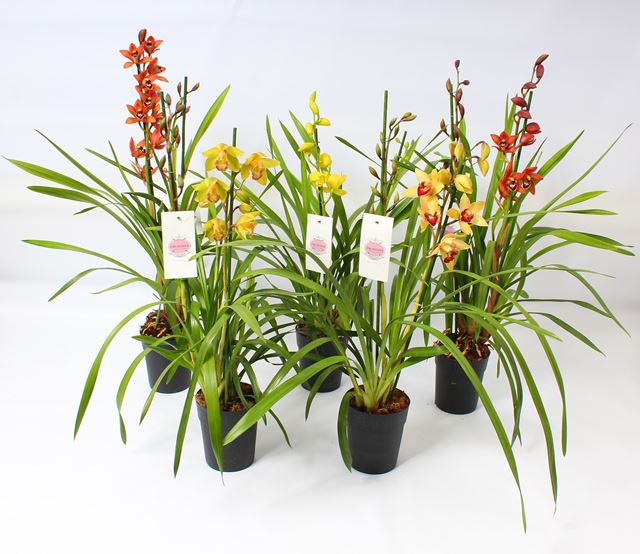 Picture of Cymbidium 02-stem mix