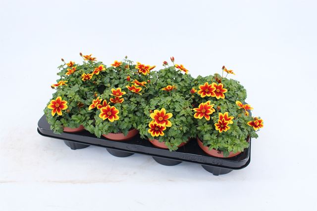 Picture of Bidens beedance yellow/red