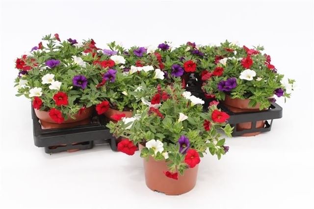 Picture of Calibrachoa tricolor cafe de paris