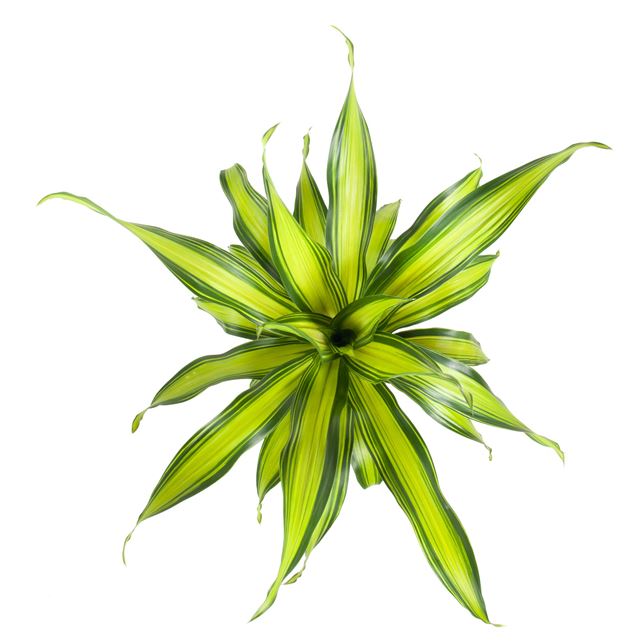 Picture of DRACAENA FRAGRANS CHARLEY HEAD