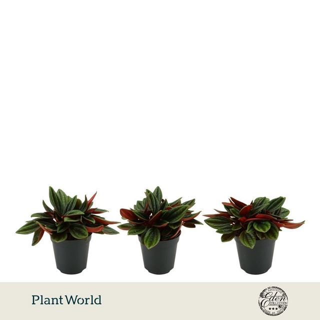 Picture of Peperomia caperata rosso