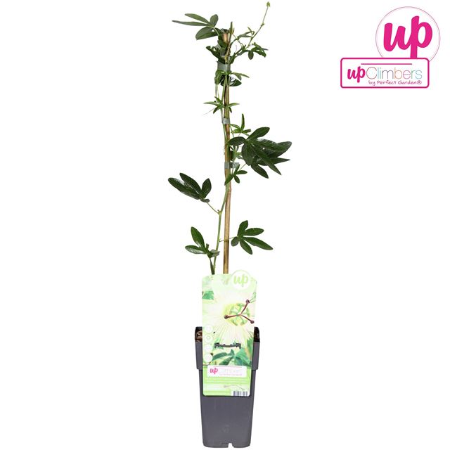 Picture of Passiflora caerulea constance elliot