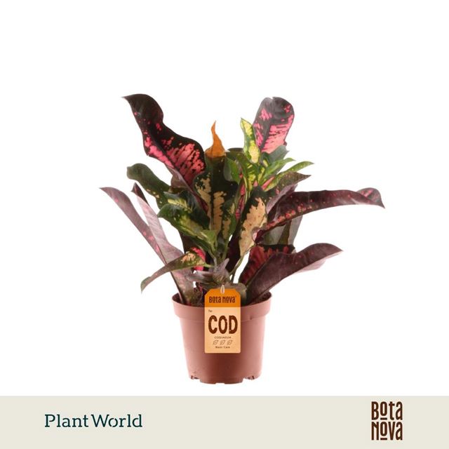 Picture of Codiaeum/croton wilma