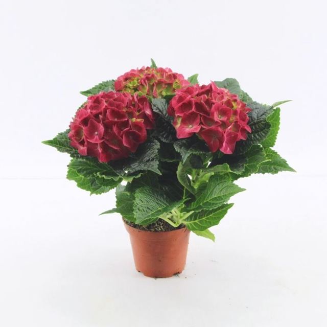 Picture of Hydrangea macrophylla 3 05-fl red