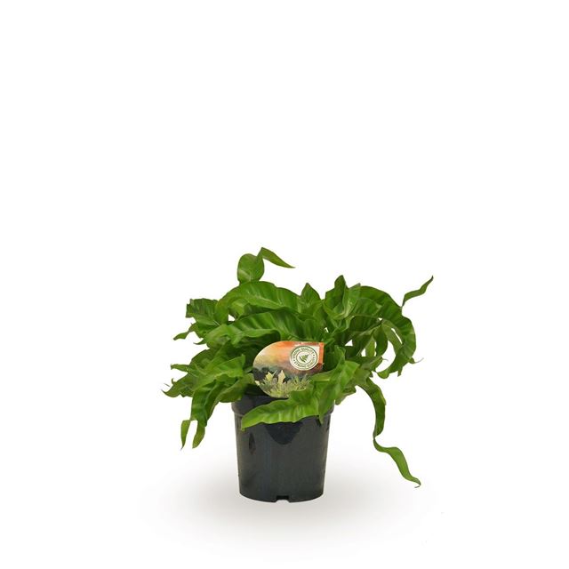 Picture of Asplenium antiquum hurricane