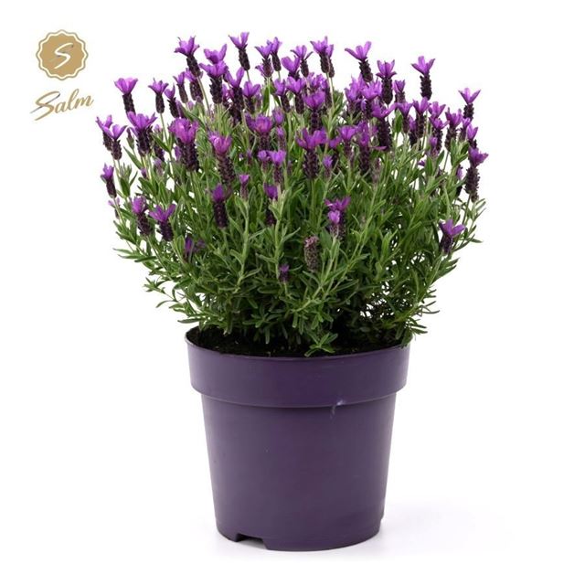 Picture of Lavandula stoechas anouk
