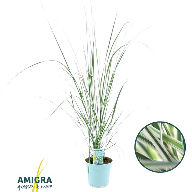 Picture of Calamagrostis acutiflora