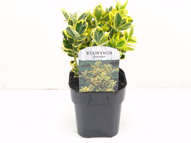 Picture of EUONYMUS JAPONICUS MARIEKE