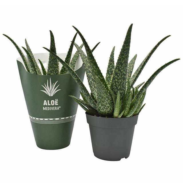 Picture of ALOE MEDIVERA TROPICAL