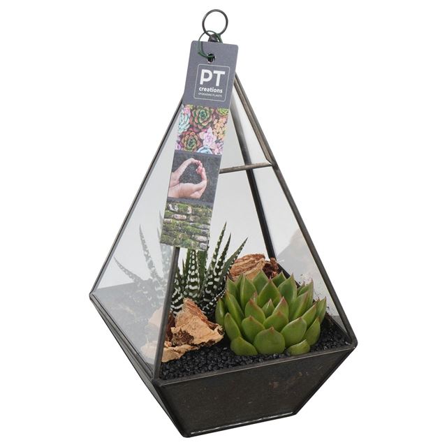 Picture of SUCCULENT ARRANGEMENT 02PP IN GLASS