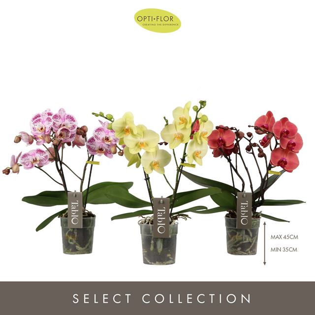 Picture of PHALAENOPSIS 02-STEM TABLO MIX