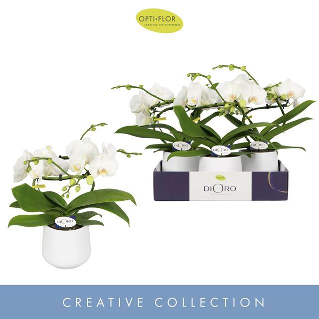 Picture of PHALAENOPSIS 02-STEM INFINITY IN CERAMIC