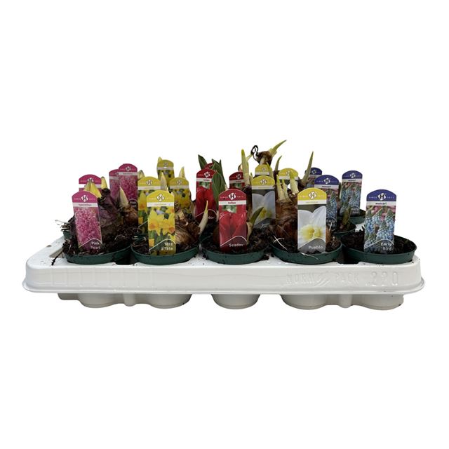 Picture of Bulbs mix