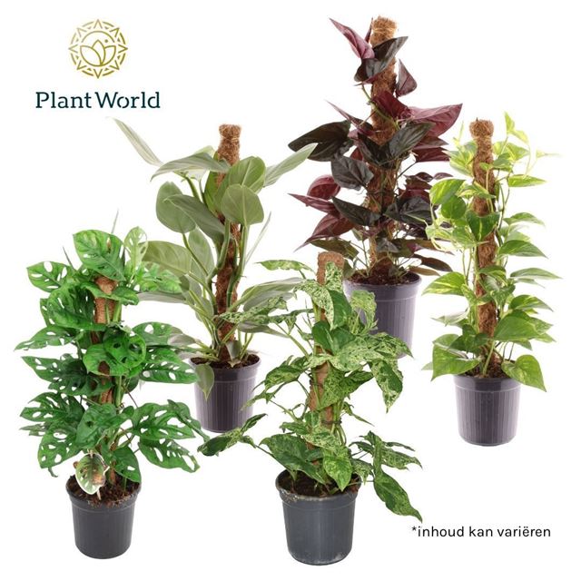 Picture of Foliage mix on mosspole