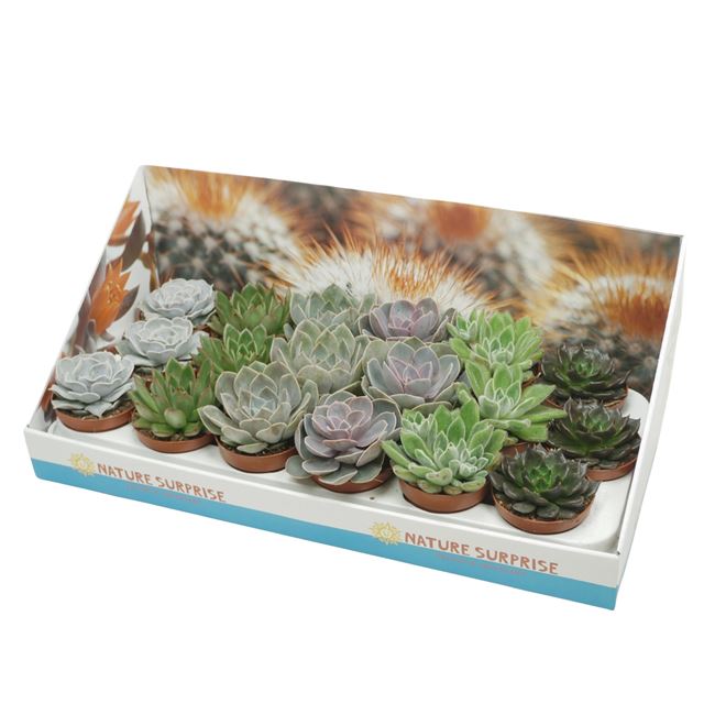 Picture of ECHEVERIA MIXTRAY IN SHOWBOX