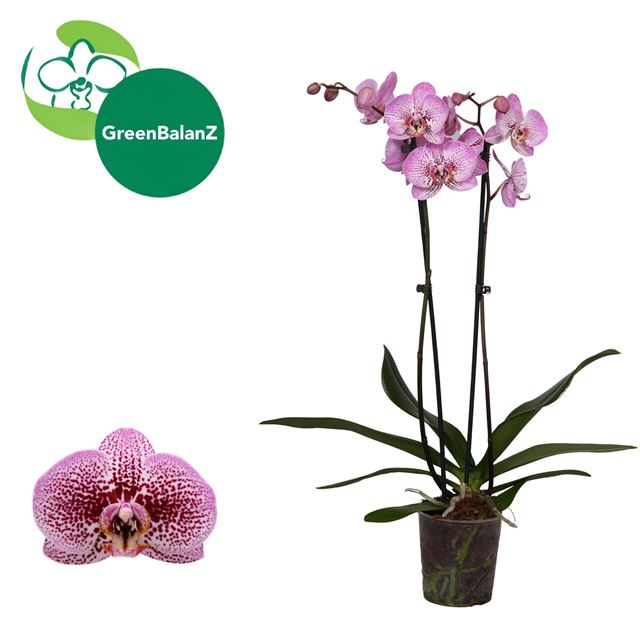 Picture of Phalaenopsis 02-stem andorra