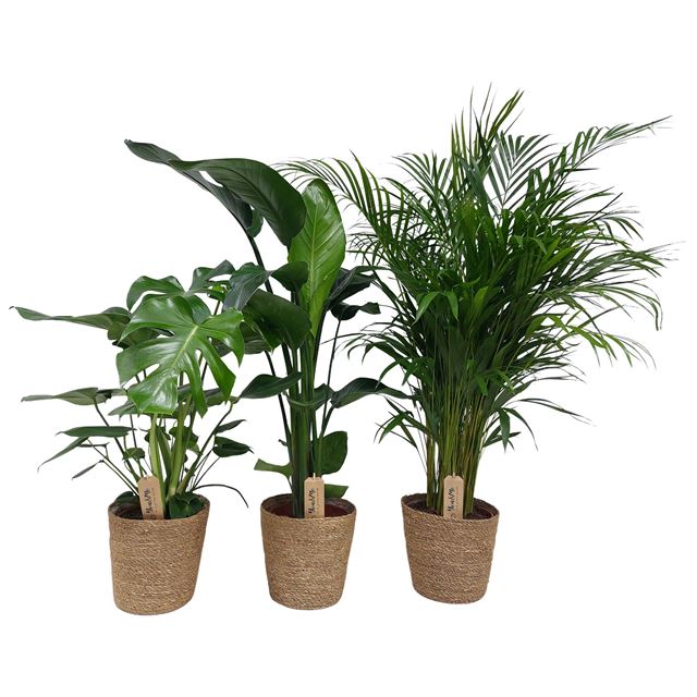 Picture of FOLIAGE MIX 'GREEN IS' IN BASKET