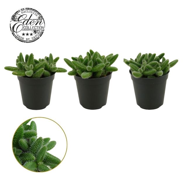 Picture of Delosperma echinatum
