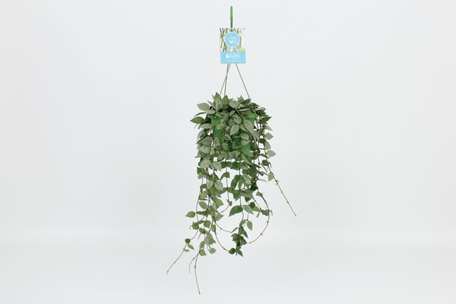 Picture of HOYA KROHNIANA ESKIMO IN HANGING BASKET