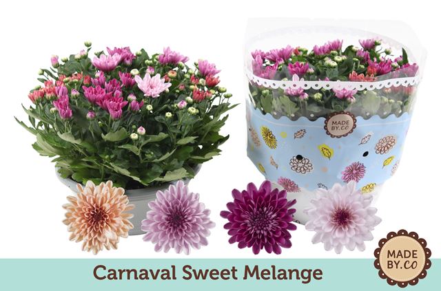 Picture of Chrysanthemum carnaval sweet mix