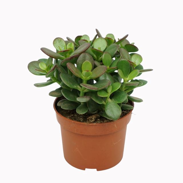 Picture of CRASSULA OVATA MINOR