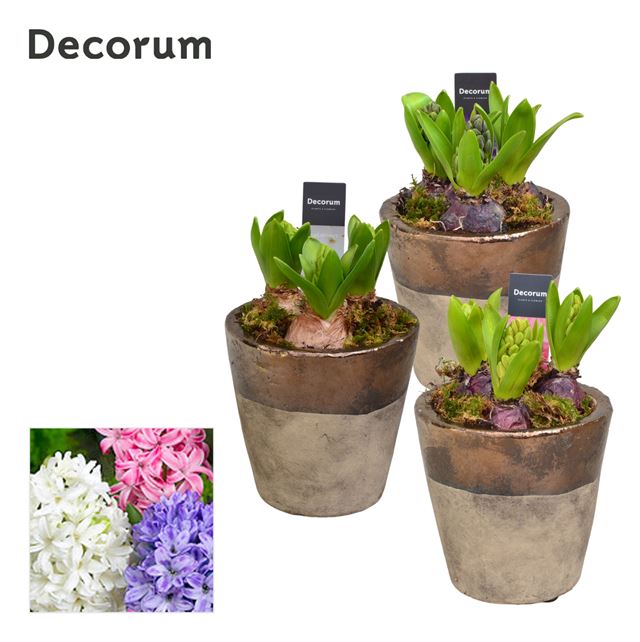 Picture of HYACINTHUS 03BULBS CERAMIC DALEY