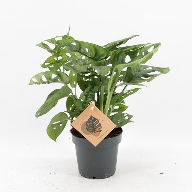 Picture of Monstera obliqua monkey leaf