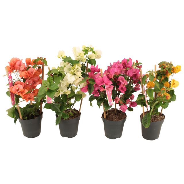 Picture of Bougainvillea mix on frame