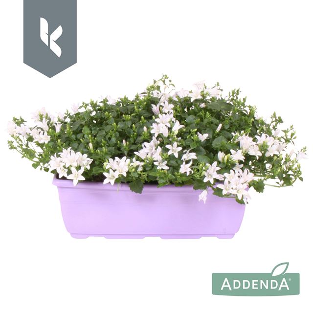 Picture of CAMPANULA AMBELLA WHITE IN WINDOWBOX