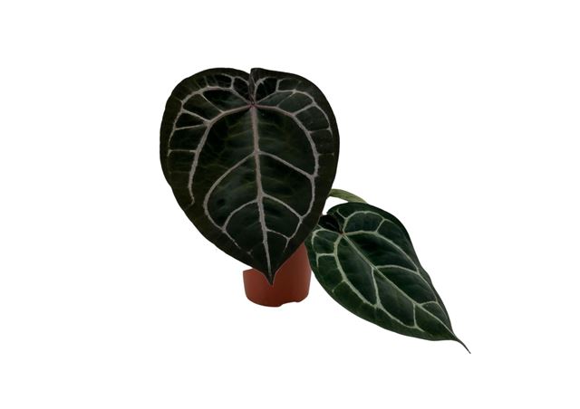 Picture of Anthurium red crystallinum
