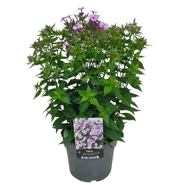 Picture of Phlox paniculata early pink