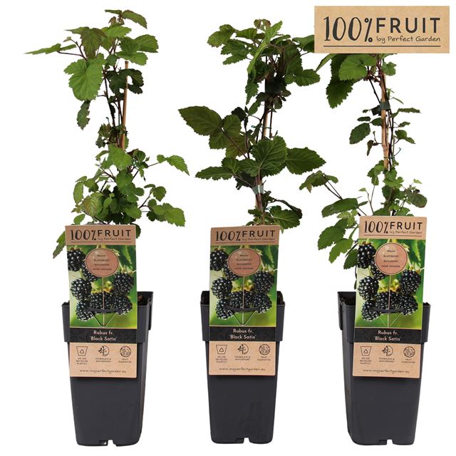 Picture of Rubus fruticosus black satin