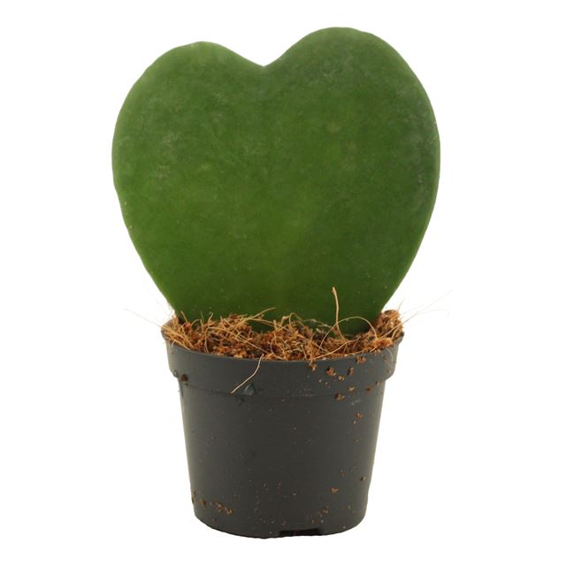 Picture of Hoya kerrii