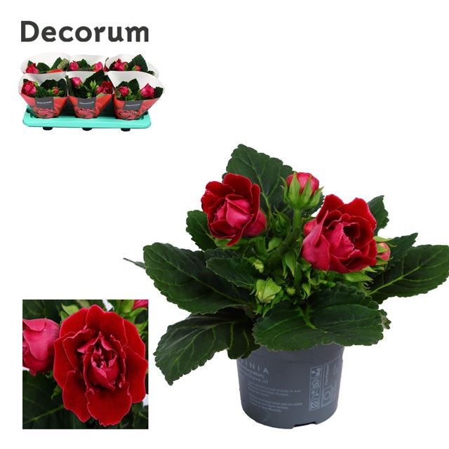 Picture of GLOXINIA SONATA RED