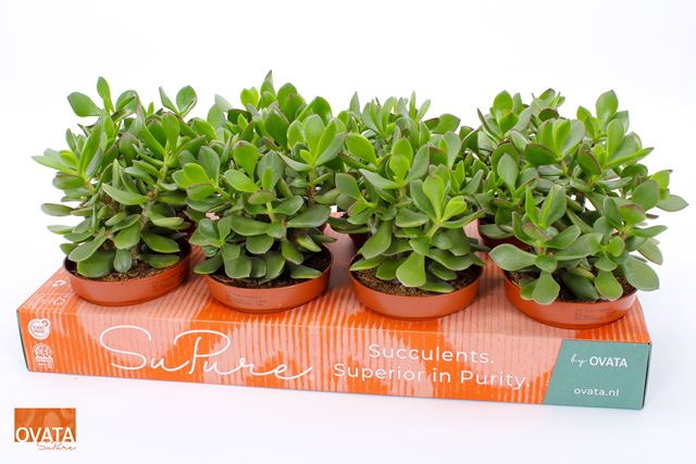 Picture of CRASSULA OVATA MINOVA MAGIC