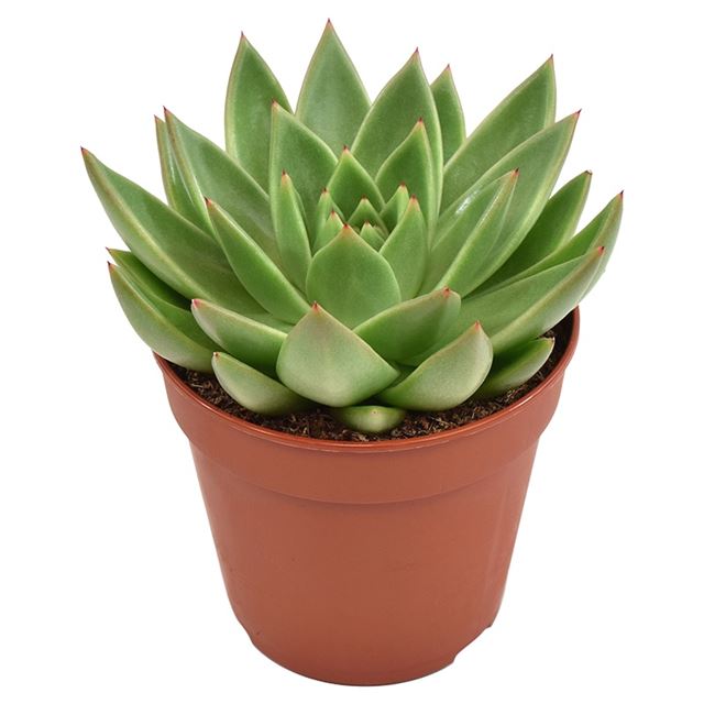 Picture of ECHEVERIA MIRANDA