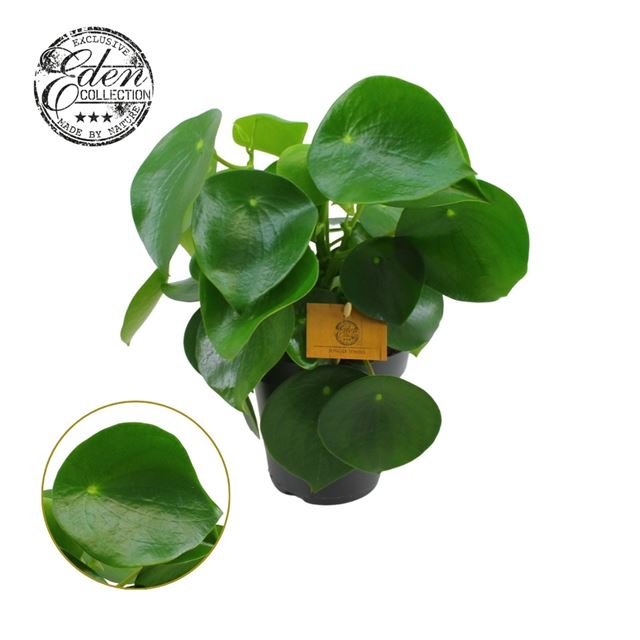 Picture of PEPEROMIA POLYBOTRYA