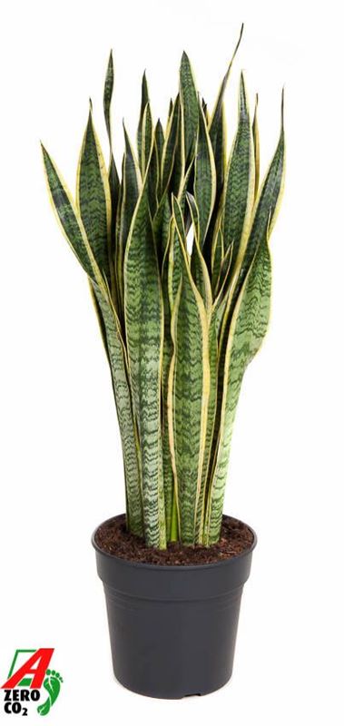Picture of SANSEVIERIA TRIFASCIATA LAURENTII