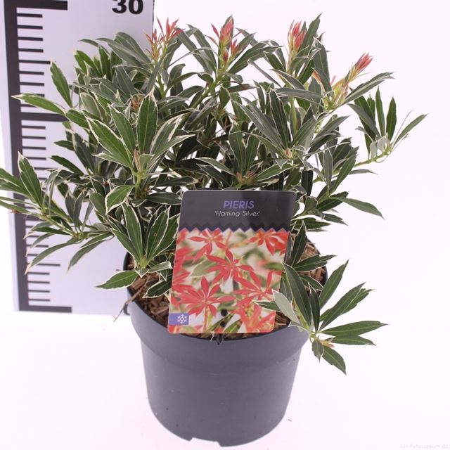 Picture of Pieris japonica flaming silver
