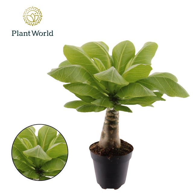 Picture of Brighamia insignis hawain palm