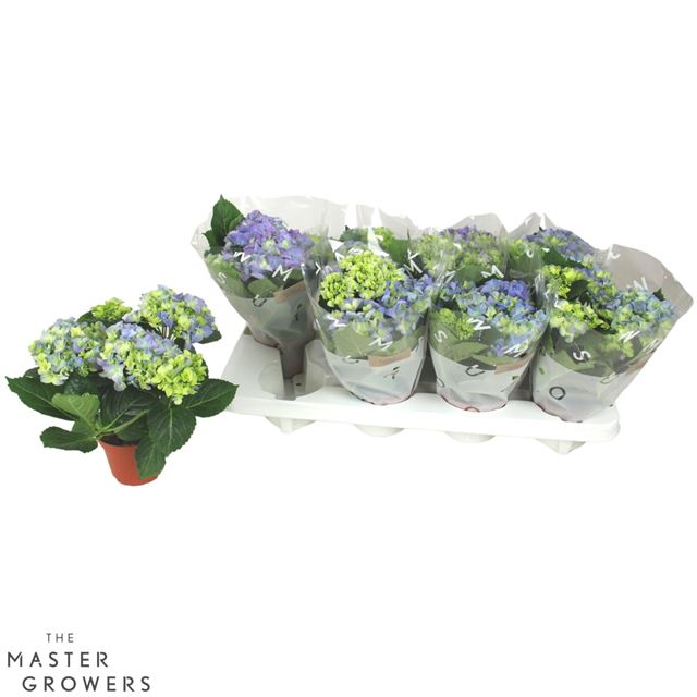 Picture of Hydrangea macrophylla 03 fl blue