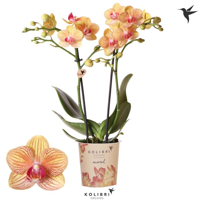 Picture of Phalaenopsis 02-stem jamaica