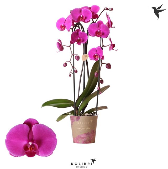 Picture of PHALAENOPSIS KOLIBRI 02-STEM CASCADE NIAGARA FALL