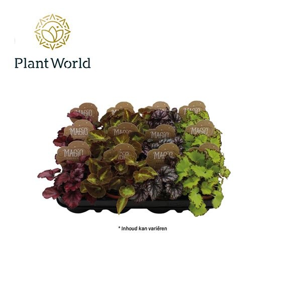 Picture of BEGONIA REX MIX